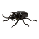 Mini Collection Insect 01 [2.Yamato beetle (walking)]