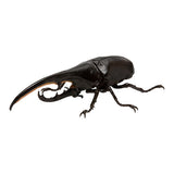 Mini Collection Insect 01 [4.Hercules Hercules (black)]