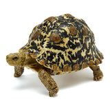 Turtle 06 Gashapon [1.Babcock's Leopard Tortoise (adult)]