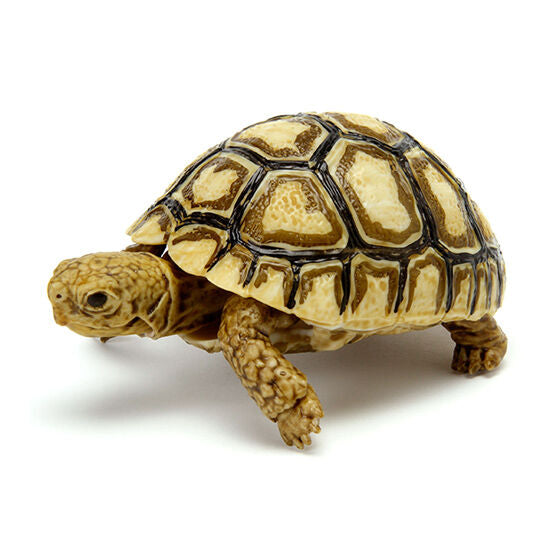 Turtle 06 Gashapon [2.Babcock's Leopard Tortoise (juvenile)]