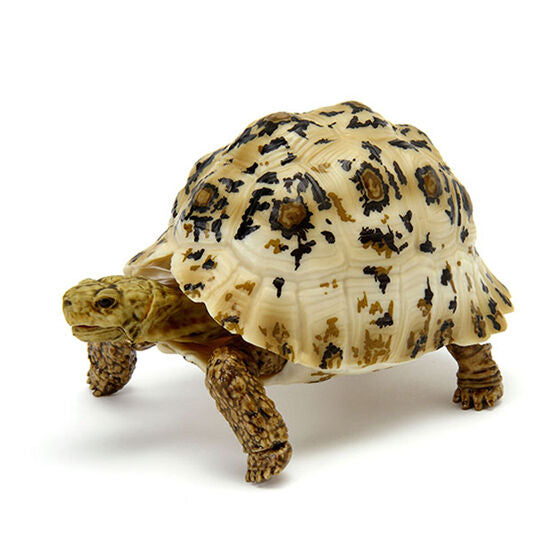 Turtle 06 Gashapon [3.Somalia Leopard Tortoise (adult)]