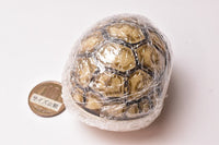 Turtle 06 Gashapon [4.Somalia Leopard Tortoise (juvenile)]