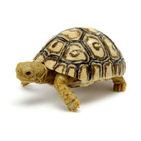 Turtle 06 Gashapon [4.Somalia Leopard Tortoise (juvenile)]