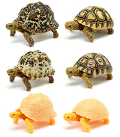 Turtle 06 Gashapon [All 6 type set (Full Complete)]