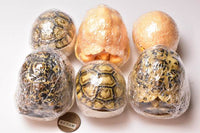 Turtle 06 Gashapon [All 6 type set (Full Complete)]