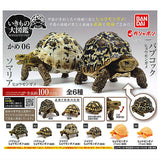 Turtle 06 Gashapon [All 6 type set (Full Complete)]