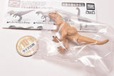 Capsule ANIA Dinosaurs & Ancient Creatures On Parade! [5.Tyrannosaurus (child)]