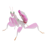 Mantis 03 Gashapon [1.Flower mantis (pink)]