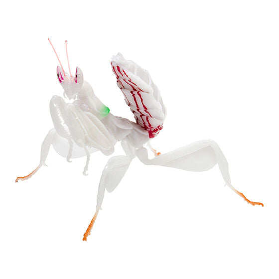 Mantis 03 Gashapon [2.Flower mantis (white)]