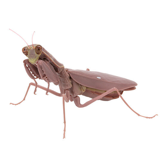 Mantis 03 Gashapon [4.Rare: Harabiro Mantis (adult, brown)]