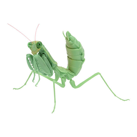 Mantis 03 Gashapon [5.Harabiro Mantis (juvenile, green)]