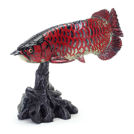 Ikimono Encyclopedia Mini Collection Ancient Fish [1.Asian Arowana (Red Dragon)]