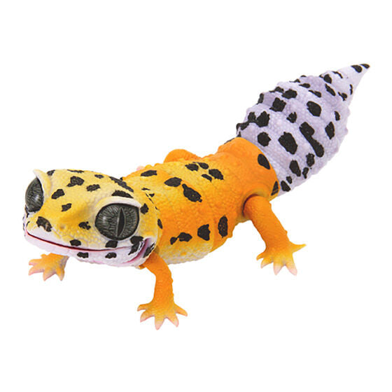 Ikimono Encyclopedia Repti Leopard Gecko [1.tangerine]