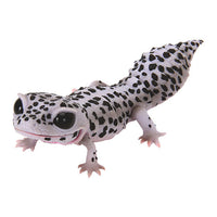 Ikimono Encyclopedia Repti Leopard Gecko [5.Rare: Super Max Snow]