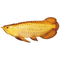 World Fishing War Monster Fish Different colors [3.Arowana B]