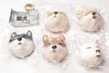 Punyupunyu! Hoppe mochimochi Shibainu mascot [All 5 type set(Full Complete)]