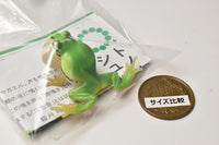 Nature Techni Colour MONO PLUS "Black-spotted Pond Frog & Schlegel's green tree frog & Tree frog" Ball chain & Magnet [3.Japanese tree frog (Vocal sac) Magnet]