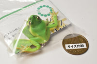 Nature Techni Colour MONO PLUS "Black-spotted Pond Frog & Schlegel's green tree frog & Tree frog" Ball chain & Magnet [4.Japanese tree frog (Yellow Green) Magnet ]