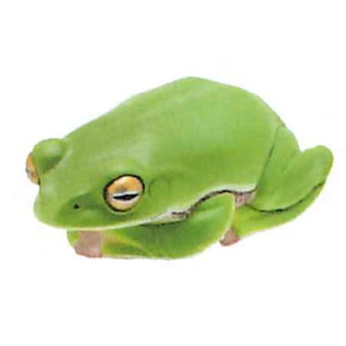 Nature Techni Colour MONO PLUS "Black-spotted Pond Frog & Schlegel's green tree frog & Tree frog" Ball chain & Magnet [5.Schlegel's green tree frog (Yellow Green) Magnet]