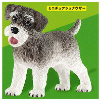 Schleich CAPSULE SCHLEICH Cat & dog [2.miniature schnauzer]