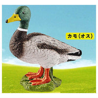 Schleich CAPSULE SCHLEICH animals [3.Duck (male)]