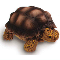 Channel wani [1.Spurred tortoise]