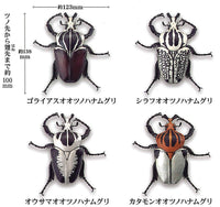 1/1 Goliathus goliathus [All 4 type set(Full Complete)]