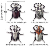 1/1 Goliathus goliathus [All 4 type set(Full Complete)]