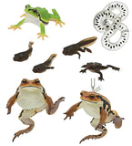 Nature Techni Colour MONO PLUS "Toad & Tree frog" Magnet & ball chain [All 6 type set(Full Complete)]