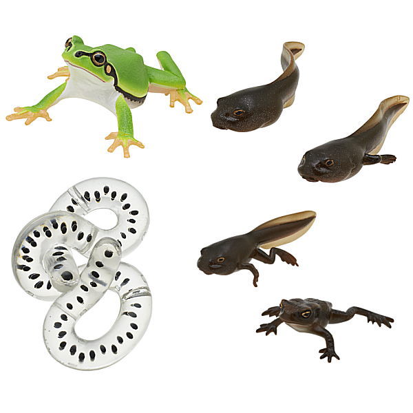 Nature Techni Colour MONO PLUS "Toad & Tree frog" Magnet & ball chain [Assorted 4 type set (1.Tree frog/2.Egg mass/3.Tadpoles (larva 1 & larva 2)/4.Tadpoles (larva 3 & larva))]