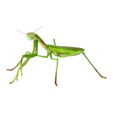 Mini Collection Insect 02 [2.Giant Mantis (Green)]