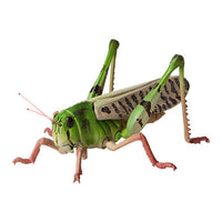 Mini Collection Insect 02 [6.Migratory Grasshopper (Green)]