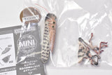 Mini Collection Insect 02 [7.Migratory Grasshopper (Brown)]