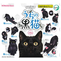 My black cat [All 8 type set (Full Complete)]