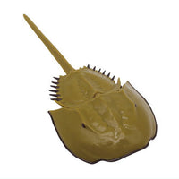 Mizube no Nakama (Waterside Creature) Everyone's great nature [1.Horseshoe crab]