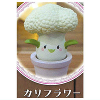 Mandrake collection Part.2 [3.Cauliflower]