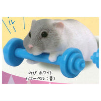 Ganbaru! Barbell hamsters [5.Nobi White (Barbell: Blue)]