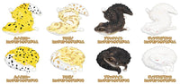 Leopard Gecko Good Night Series Part.2 [All 8 type set(Full Complete)]