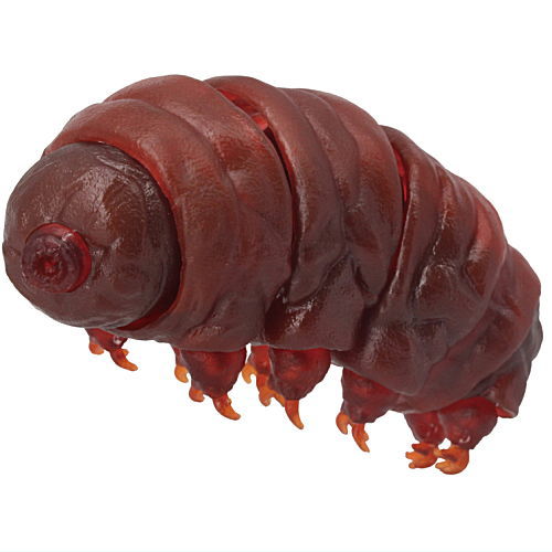 Primary Color Picture Book Series Extra Edition Tardigrade [3.Tardigrade (transparent dark brown/normal version)]