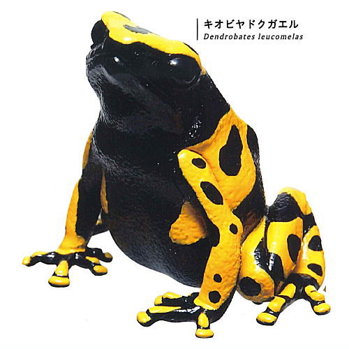 Nature Techni colour MONO PLUS Poison dart frog The BEST [7.Yellow-banded poison dart frog]