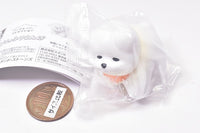 Animal Attraction bichon frize sanpo [1.Kyofunimoteasobareru bichon frize A]