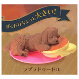 Oyasumix [1.Labradoodle]