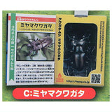 Insect Encyclopedia Mascot Stag Beetle [Sky Blue Cover] [3.Miyama Stag Beetle]