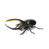 Ikimono Encyclopedia Mini Collection Insect Part.3 [2.Neptune beetle]