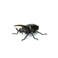 Ikimono Encyclopedia Mini Collection Insect Part.3 [4.Grant shirokabuto (black)]