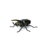 Ikimono Encyclopedia Mini Collection Insect Part.3 [4.Grant shirokabuto (black)]