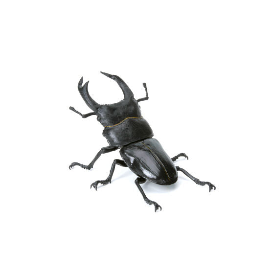 Ikimono Encyclopedia Mini Collection Insect Part.3 [5.Large Stag Beetle]