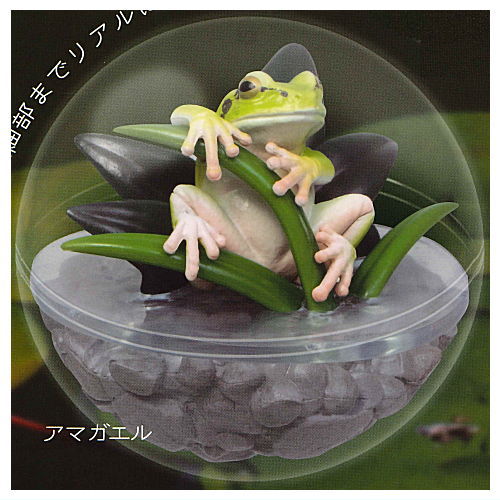 Caprium Collection Frog [1.Tree frog]