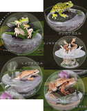 Caprium Collection Frog [All 5 type set(Full Complete)]