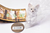 Machiboke Part.10 [5.Chihuahua (white)]